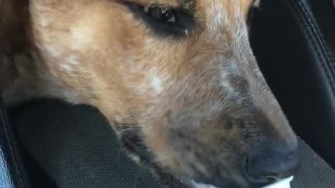 Dog licking whip cream out of starbucks cup