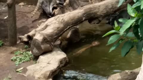 Some very funny raccoons in the zoo from Guatemala