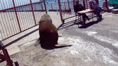 Sea Lion Dives Off Dock