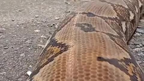 A big, strange and strange snake