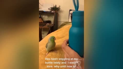 A parrot dancing on phone ringtones