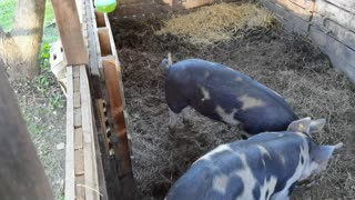 Feeding the pigs