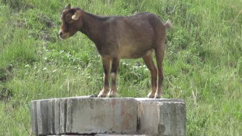 FUNNY VIDEOS, 'FLASHING'. GOAT FLATULATING