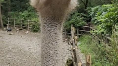 The neck of an ostrich is so long