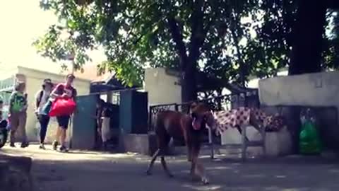 Una mujer dedica su vida a cuidar perritos hambrientos y enfermitos que viven en un cementerio