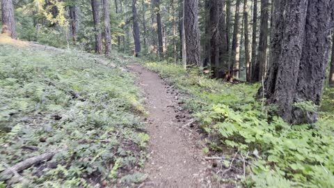 Hiking the Classic Old Growth Willamette National Forest Ascending Crescent Mountain – 4K