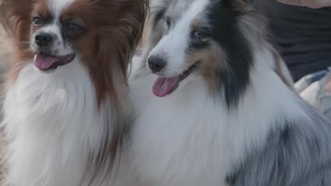 Cute dogs playing with owner