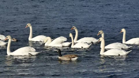 Sea Birds Playing Around