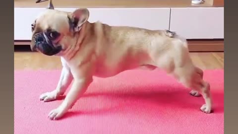 Dogi yoga