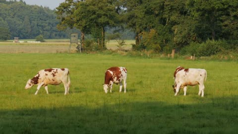 Cows grazing in a sunny day on the green field