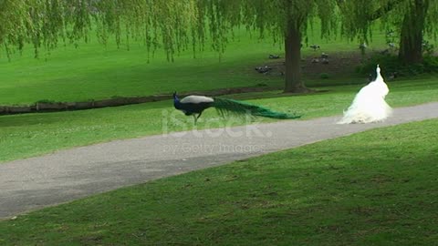 BEAUTIFUL 2 PEACOCKS AT A TIME PLAYING !!!