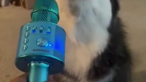 Husky Singing