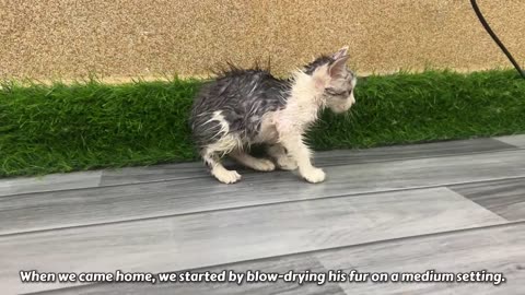 Rescue kitten was trying to survive in rain. Poor kitten finding his lost mother cat in rain