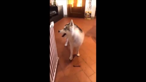 Talking Siberian Husky tik tok challenge | Cute Funny Pets Videos 2022 | Stress Relievers