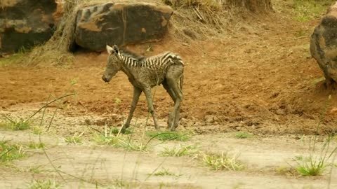 Zebra life