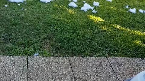 Doggo proudly showing off the mess he's done