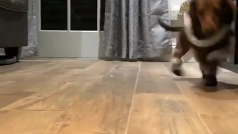 Wiener dog dachsund tries boots on wooden floor