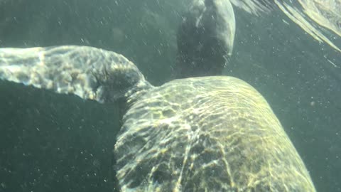 Galapagos sea turtle