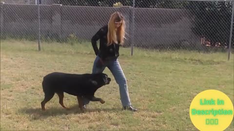 Basic dog training video