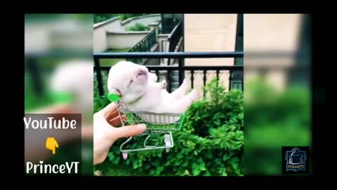 Cute Dog 😍 Playing With Sound 😂 BaBy Dog 🐕‍🦺