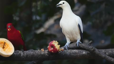 Birds Eating Fruits On A Tree