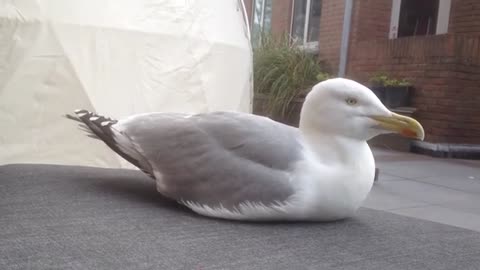 Jonathan Livingston Seagull, my herring gull