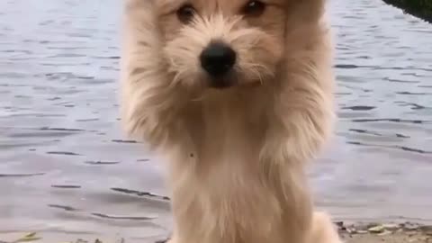 dog playing with tree