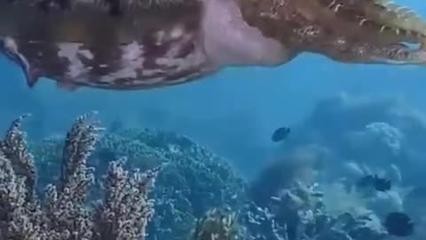 Amazing octopus scary looking