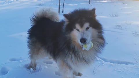 Deaf puppy: what is it like to live with a dog that can't hear?