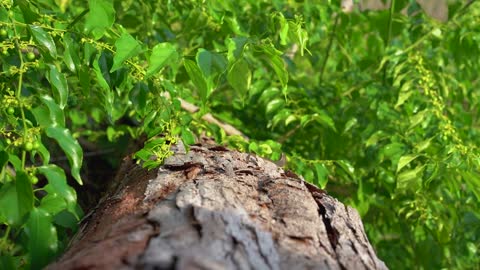 Seychelles. Praslin Island. Lizard on an exotic tree lying on an island located in the Indian Ocean