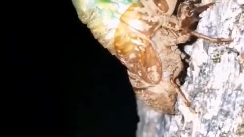 Cicada