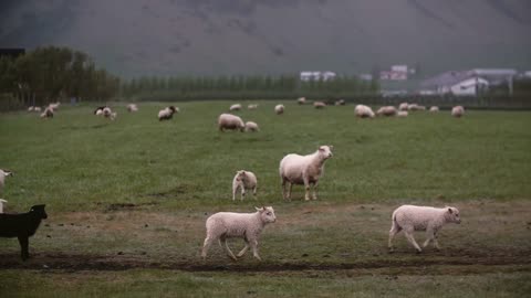 Beautiful landscape of mountain fields and sheep grazing on it. Farm animals on the meadow