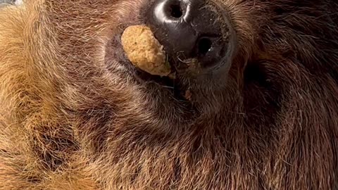 Adorable Sloth Sleeps With Food in His Mouth