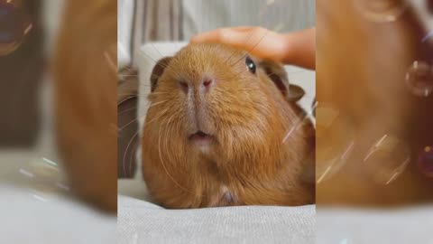 Cute long beard