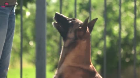 Dog Barks At Babysitter, So Mom Hides Camera In Hair