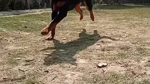 Rottweiler