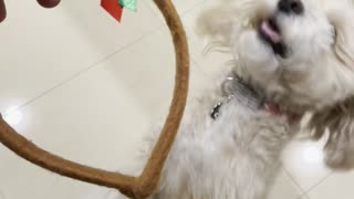 Funny Dog Dances for Toy