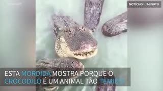 Já viu a mordida de um crocodilo em câmera lenta?