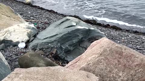 Woman Tries To Help Beached Baby Seal Get Back To Mommy