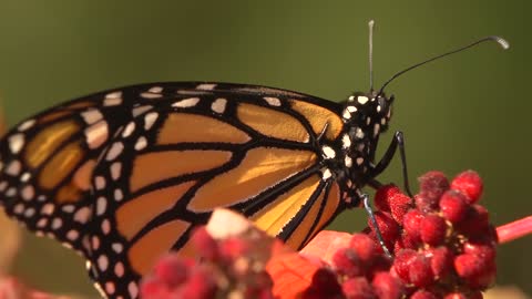 See beautiful butterflies up close