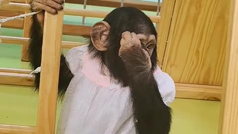 Little chimp wearing new clothes every day