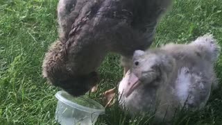 Bert and Ernie, two special needs geese sharing water.