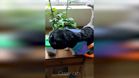 Cute and Funny Cats 😻 / Funny Animal Videos 😹 / Top 2023