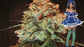 Golden Tiger – Ace Seeds