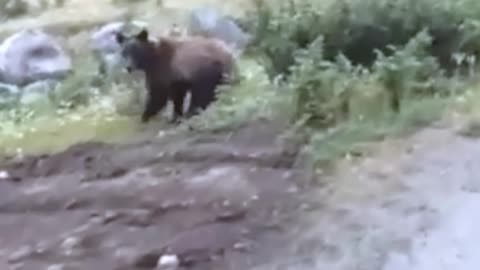 12 Times Bear Encounters Went Horribly Wrong