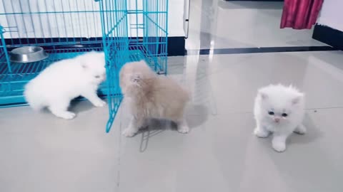 Persian Cat Playing