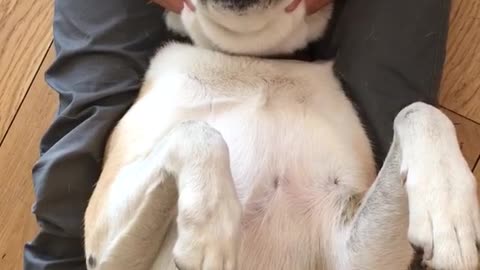 White dog getting massage on head by owner