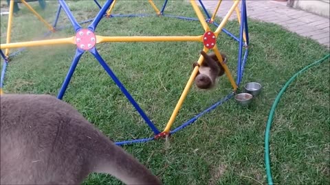 Baby Sloths Being Sloths - FUNNIEST Compilation