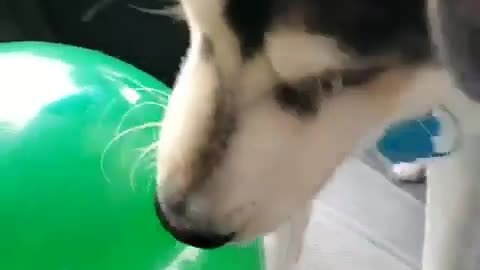 Husky with balloons to play with