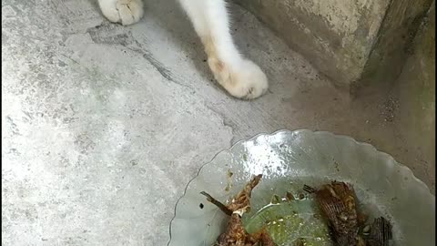 Hungry street cats fight for food when given